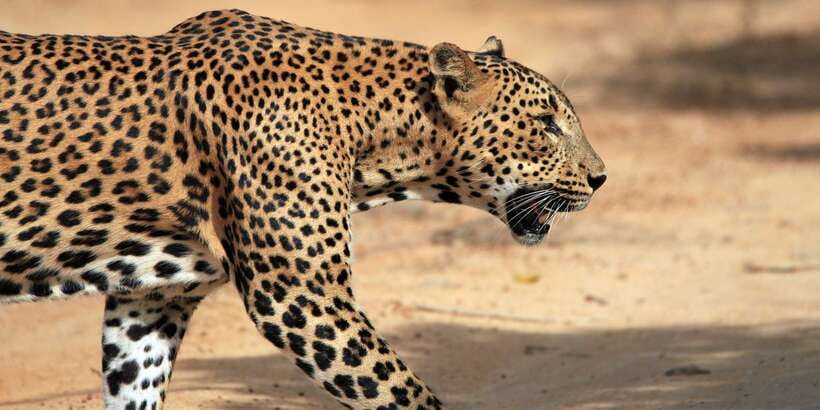 Galle/Unawatuna/Weligama/Mirissa: Yala National Park Safari - Should You Book This Yala Safari From Galle/Unawatuna/Weligama/Mirissa?