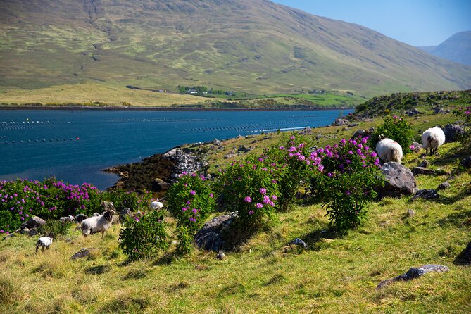 Galway to Connemara National Park Day Tour - The guide experience: stories that connect the roads