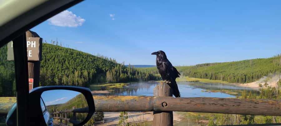 Gardiner: Yellowstone National Park Wildlife Guided Tour - Practical Tips So Your Day Goes Smoothly