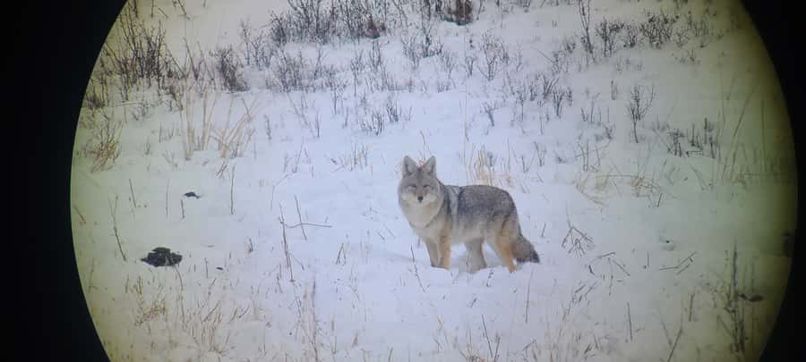 Gardiner: Yellowstone National Park Wildlife Guided Tour - Gardiner Pickup and the Start-Fast Morning