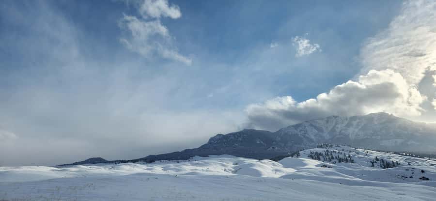 Gardiner: Yellowstone National Park Wildlife Guided Tour - What You’ll See: Deer, Elk, Bison, Predators, and More