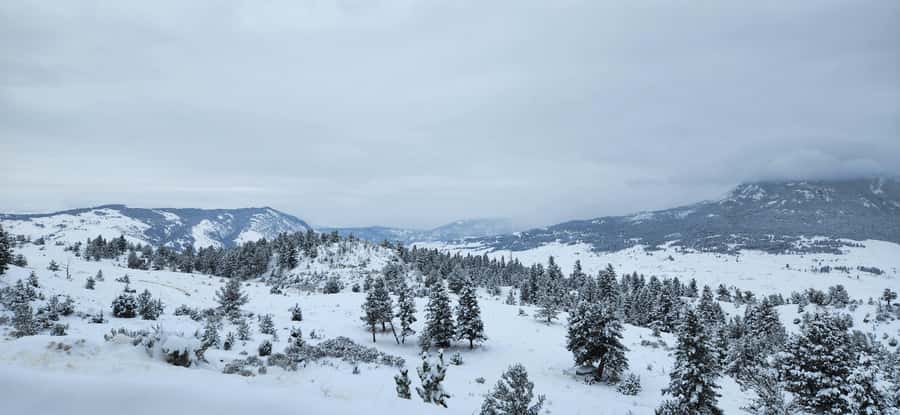 Gardiner: Yellowstone National Park Wildlife Guided Tour - Timing, Energy, and That One Rushed Ending