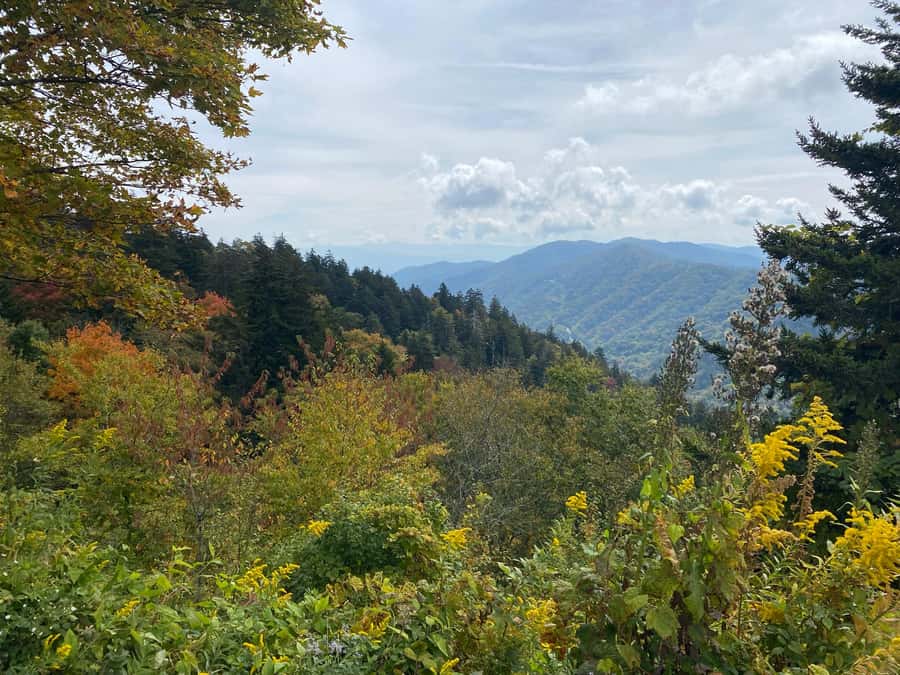 Gatlinburg: Great Smoky Mountains National Park Classic Tour - Who Should Book This Tour (and Who Might Want Another Option)