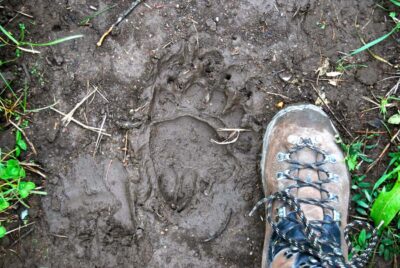 Glacier National Park: Morning Nature Walk - Where the trip starts (and how not to miss it)