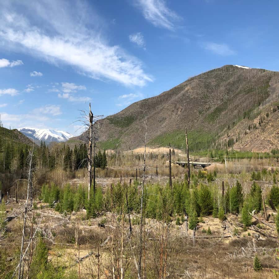 Glacier National Park: Morning Nature Walk - North Fork of the Flathead River loop: two fires, one corridor