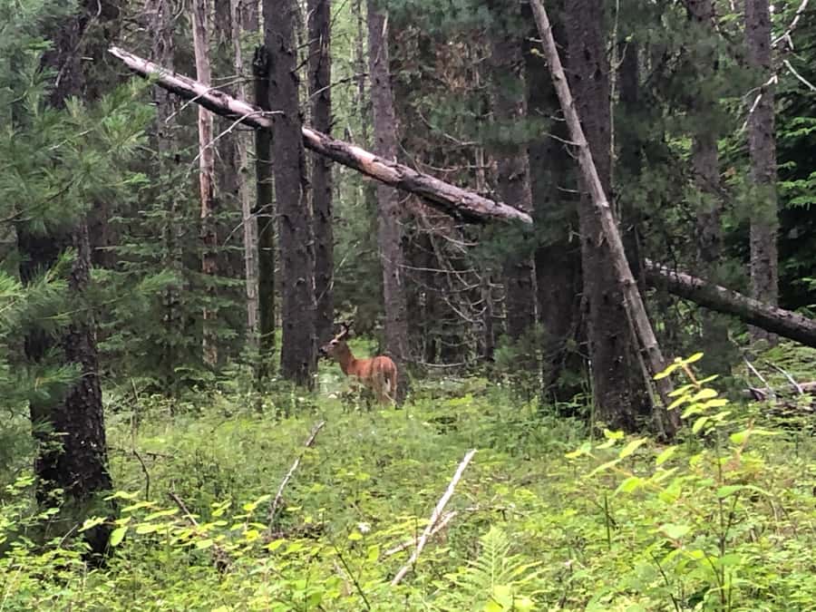 Glacier National Park: Morning Nature Walk - Guide experience: where the trip gets personal