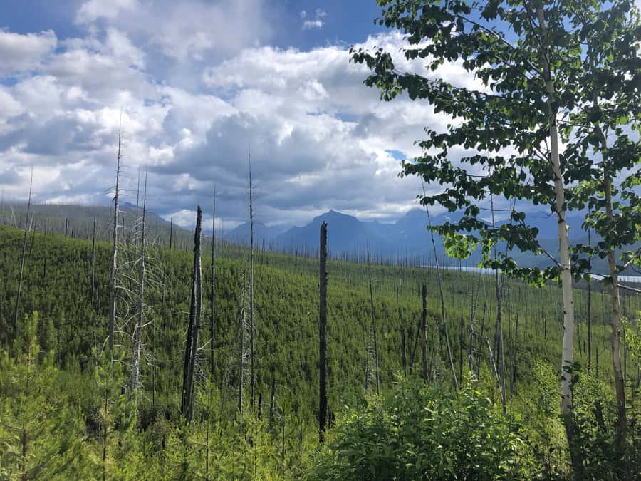Glacier National Park: Morning Nature Walk - What to pack for a Glacier morning (so you’re comfortable)