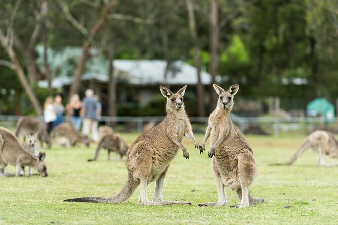 Grampians National Park Small-Group Eco Tour from Melbourne - Reed Lookout and Boroka Lookout: fast stops with huge payoff