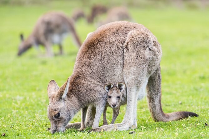 Grampians National Park with MacKenzie Falls and Kangaroos - The Grampians day that starts before you really wake up