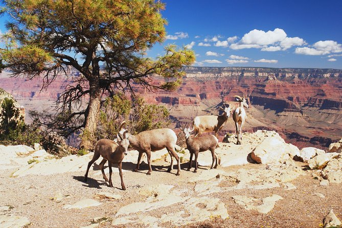 Grand Canyon National Park South Rim Small Group Bus Tour - Why this South Rim highlights day can beat a DIY run