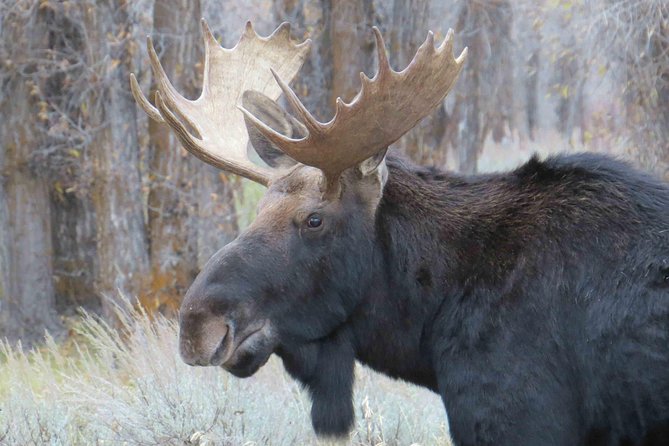 Grand Teton National Park - Full-Day Guided Tour from Jackson Hole - Price and group size: what $335 buys you