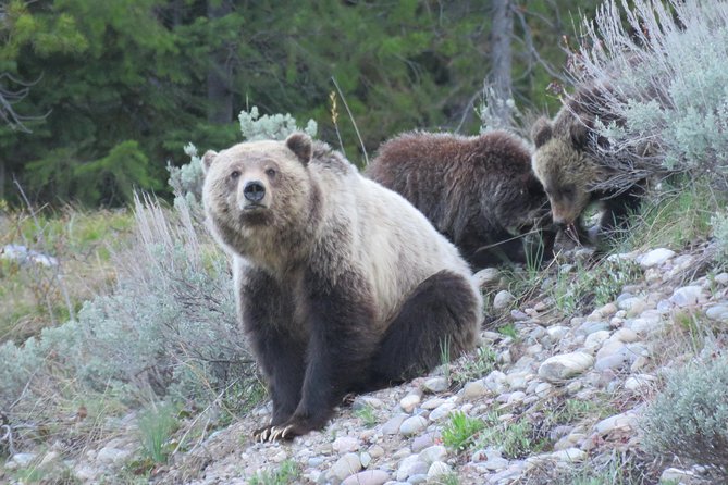 Grand Teton National Park - Full-Day Guided Tour from Jackson Hole - Wildlife spotting with provided binoculars (and what to expect)