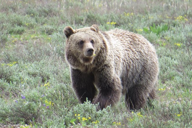 Grand Teton National Park - Full-Day Guided Tour from Jackson Hole - Food on a full-day tour: breakfast and lunch are real value