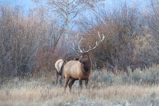 Grand Teton National Park - Full-Day Guided Tour from Jackson Hole - Who this tour is best for (and who may want a different plan)