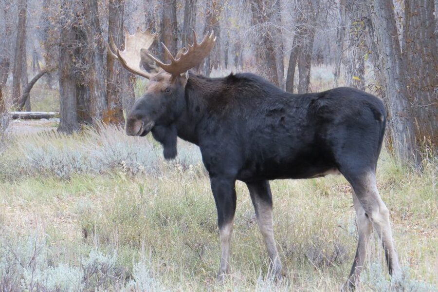 Grand Teton National Park: Full-Day Tour with Boat Ride - How Photo Stops and Binoculars Turn Random Sightings into Great Moments