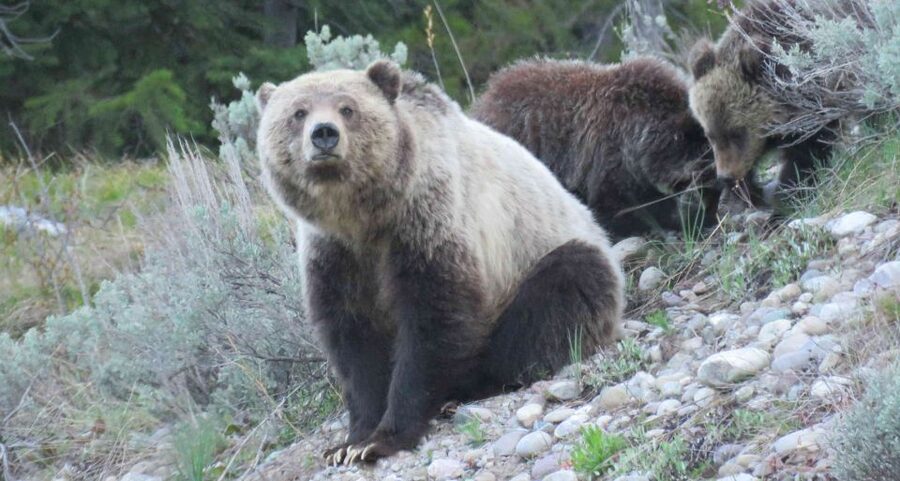Grand Teton National Park: Full-Day Tour with Boat Ride - Elk Ranch Reservoir and Oxbow Bend: Where Wildlife Becomes the Main Event