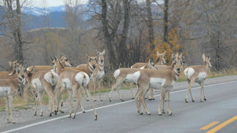 Grand Teton National Park: Full-Day Tour with Boat Ride - Signal Mountain, Pacific Creek, Pilgrim Creek, and Moose Wilson Road