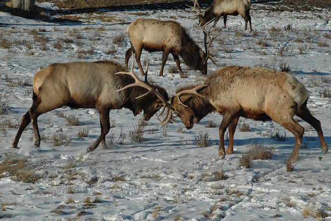 Grand Teton National Park Private Full Day Tour - How the private day actually feels (start time, vehicle, pace)