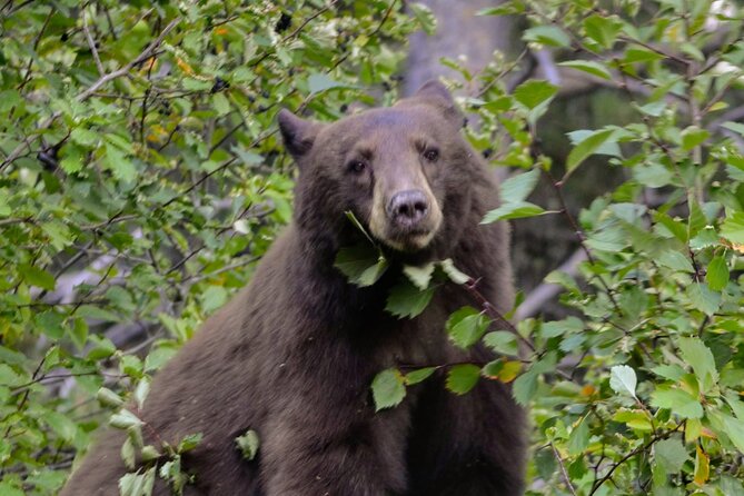 Grand Teton National Park Private Full Day Tour - Price and value: getting your money’s worth at $245