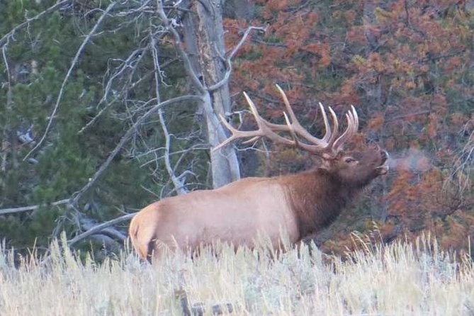 Grand Teton National Park - PRIVATE Full-Day Tour from Jackson Hole - A private Grand Teton day beats “drive-and-hope” from Jackson Hole