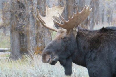 Grand Teton National Park - PRIVATE Full-Day Tour from Jackson Hole - Grand Teton viewpoints: getting the Tetons effect in one long swing