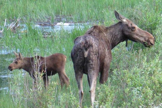 Grand Teton National Park - PRIVATE Full-Day Tour from Jackson Hole - Jenny Lake: boat ride in season, plus scenic time around glacial water