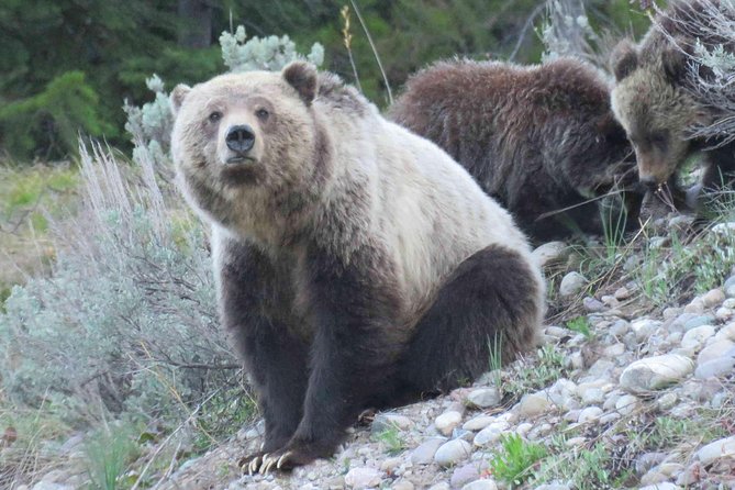 Grand Teton National Park - PRIVATE Full-Day Tour from Jackson Hole - Jackson Lake and Oxbow Bend: reflections, birds, and the slow thrill of wildlife