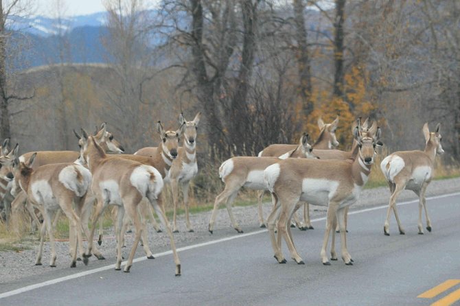 Grand Teton National Park - PRIVATE Full-Day Tour from Jackson Hole - Price and value: what $875 per person is buying