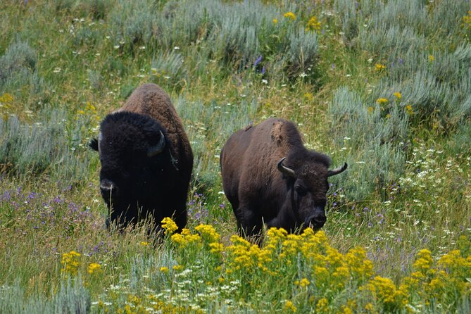 Grand Teton National Park Private Full Day Tour - Jackson Lake: water views without the fuss