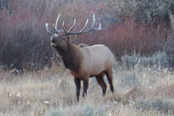 Grand Teton National Park - PRIVATE Sunrise Tour from Jackson Hole - T.A. Moulton Barn: Tetons backdrop plus ground squirrel action