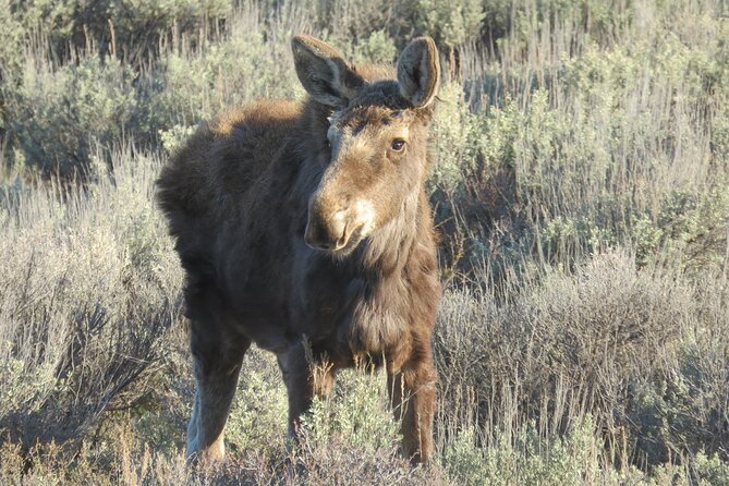 Grand Teton National Park - PRIVATE Sunrise Tour from Jackson Hole - Oxbow Bend: the reflection stop built for birds and bigger wildlife