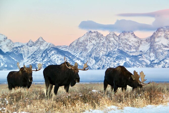Grand Teton National Park Private Wildlife Safari - Dawn/Dusk - Key highlights you will feel fast