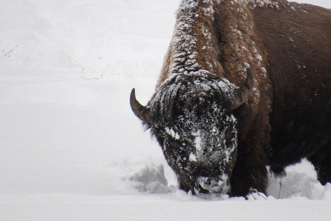Grand Teton National Park Private Wildlife Safari - Dawn/Dusk - Dawn or dusk in Grand Teton: why this timing matters