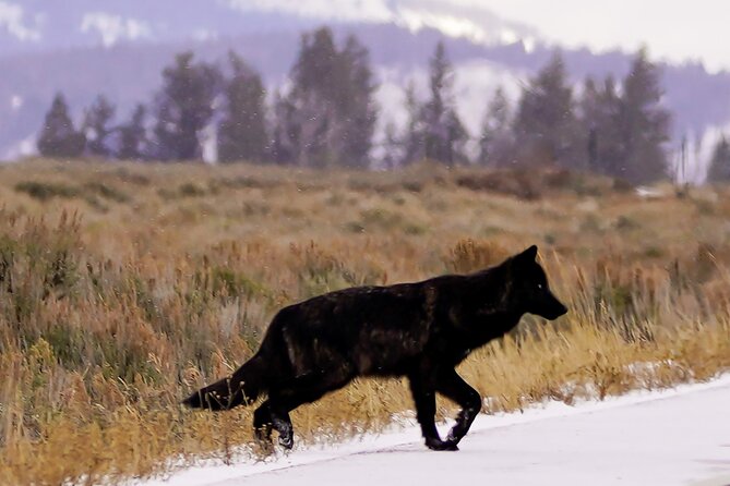 Grand Teton National Park Private Wildlife Safari - Dawn/Dusk - Winter bonus: National Elk Refuge for wolves and bighorn sheep