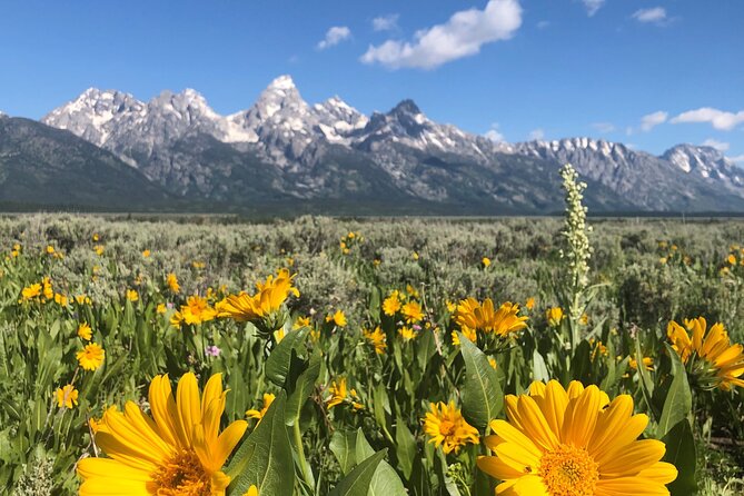 Grand Teton National Park Private Wildlife Safari - Dawn/Dusk - What is actually included: snacks, hot drinks, water, and gear