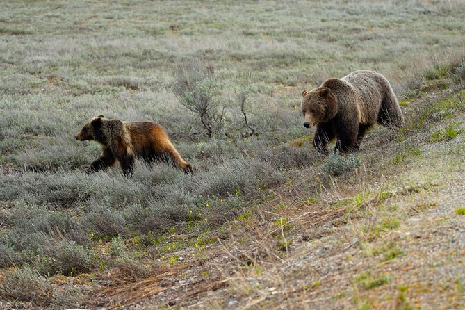 Grand Teton National Park Private Wildlife Safari - Dawn/Dusk - Price and value: is $325 per person worth it?