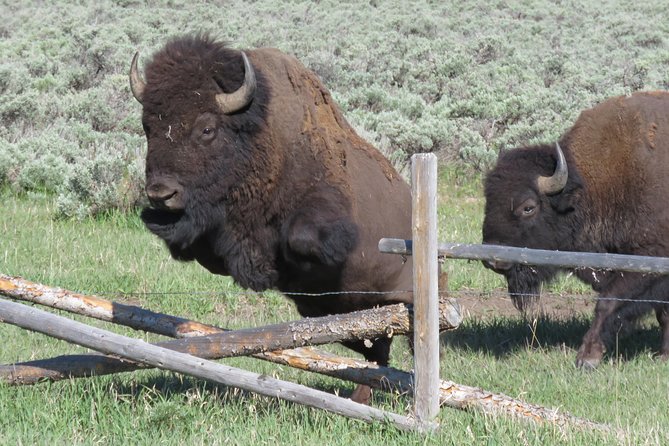 Grand Teton National Park - Sunrise Tour from Jackson Hole - Mormon Row barns: a quick history lesson at Antelope Flats