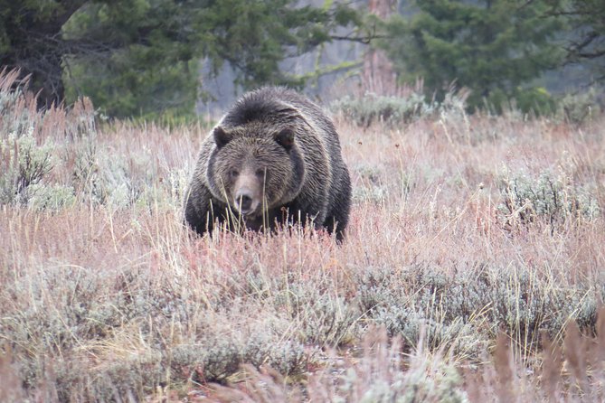 Grand Teton National Park - Sunset Guided Tour from Jackson Hole - Wildlife-First Driving: Oxbow Bend and the Search Moves That Pay Off