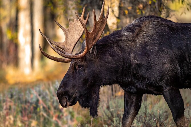 Grand Teton National Park Tour from Jackson Hole - Menor’s Ferry and the early-settler stories you can actually picture