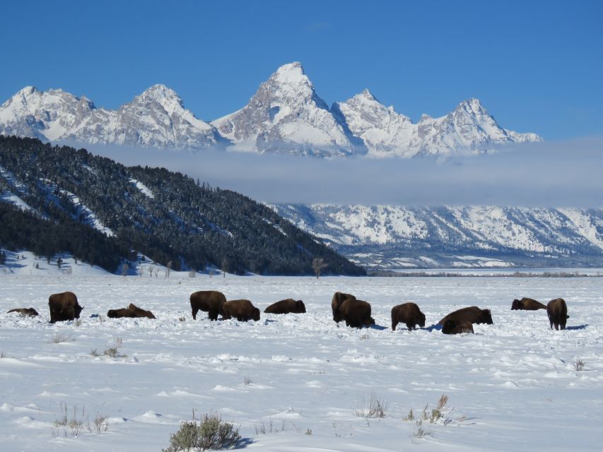 Grand Teton National Park: Wildlife Tour and Sleigh Ride - Key things that make this tour work
