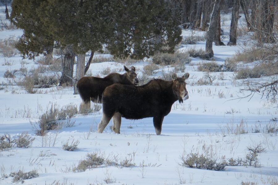 Grand Teton National Park: Wildlife Tour and Sleigh Ride - Should you book this Grand Teton winter wildlife tour?