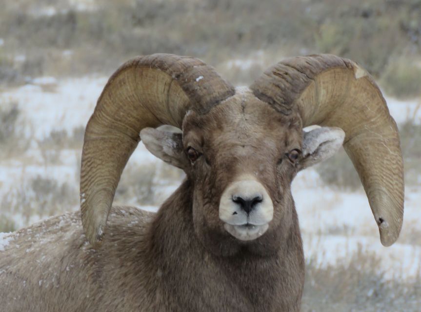 Grand Teton National Park: Wildlife Tour and Sleigh Ride - Oxbow Bend and Jackson Lake: the photo stops that depend on the skies