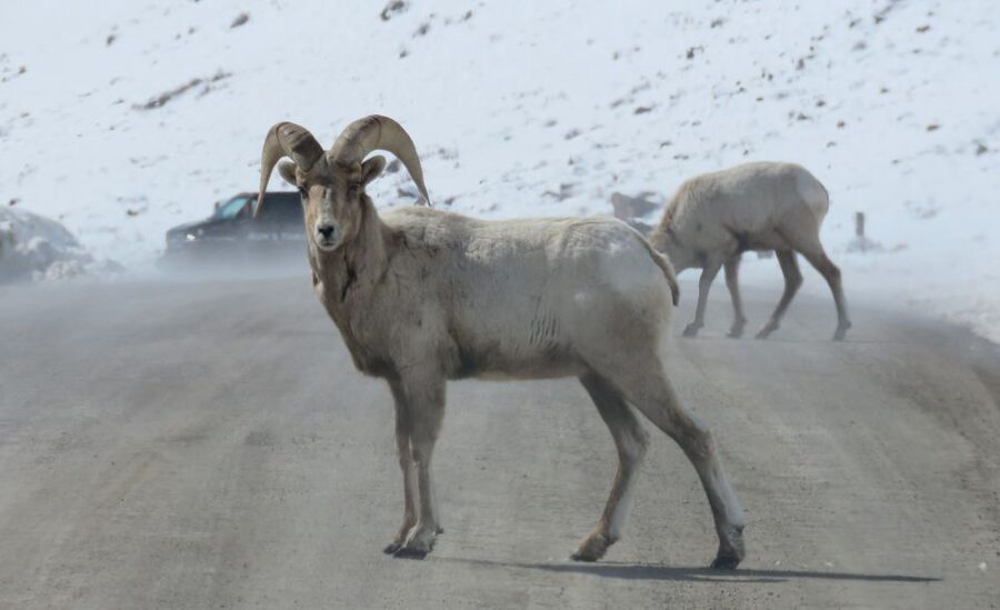 Grand Teton National Park: Wildlife Tour and Sleigh Ride - Spotting big wildlife in the Tetons region