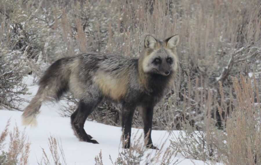 Grand Teton National Park: Wildlife Tour and Sleigh Ride - National Elk Refuge: where you get close, not just lucky