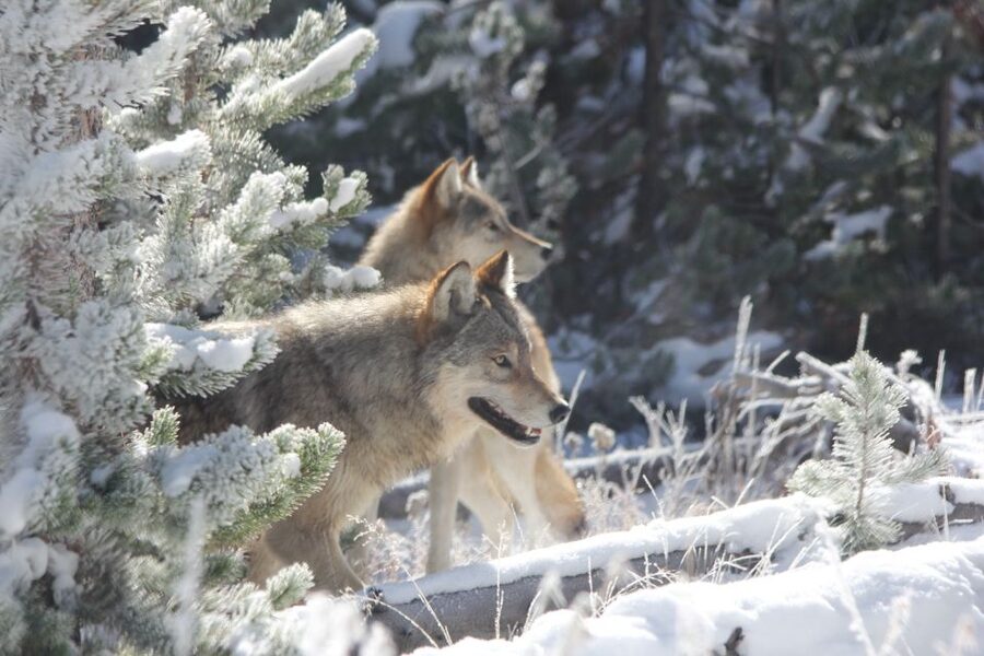 Grand Teton National Park: Wildlife Tour and Sleigh Ride - Lunch break at Dornan’s and keeping your energy up