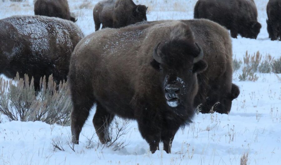 Grand Teton National Park: Wildlife Tour and Sleigh Ride - Price and value: what $750 per group really buys