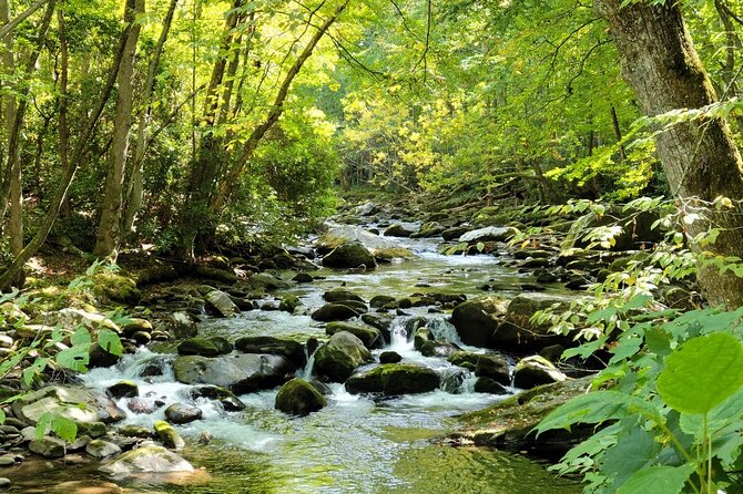 Great Smoky Mountains National Park Self-Guided Audio Tour - Newfound Gap Road: a fast border view and a picnic moment