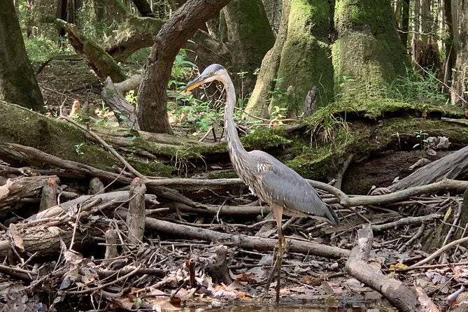 Guided Congaree National Park Kayak Tour - What the Guides Do on the Water (Allen’s the Name to Remember)