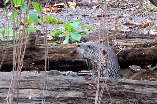 Guided Congaree National Park Kayak Tour - Wildlife Spotting Without the Pressure