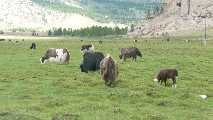 Guided Day Tour Terelj National Park Chinggis Khaan Statue - A Big Day Pack: Chinggis Khaan Statue and Terelj National Park Together